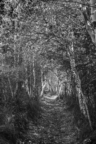 Imagine Black & White - NHP90b Imagine Black & White - NHP90b